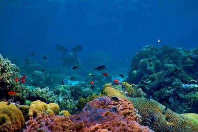 Миллиардер решил по-крупному вложиться в искусственные коралловые рифы и спасти планету