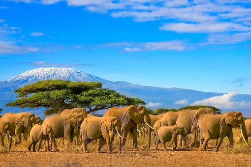 Килиманджаро, сафари-тур и серфинг: чем заняться в Африке и где жить