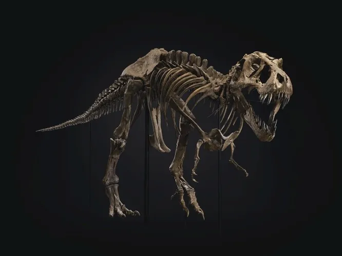 Скелет тираннозавра, возраст которого составляет около 67 миллионов лет