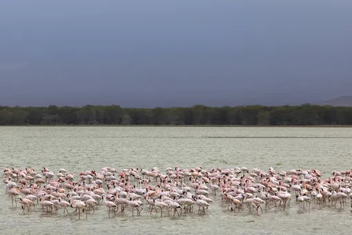 Фламинго на озере Накуру, тур в Африку, тур в Танзанию, тур в Кению