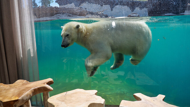 Polar Bear House