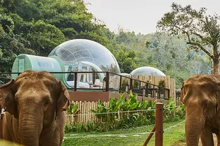 Довольные как слоны: тайские каникулы в окружении симпатичных гигантов
