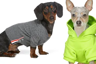 В онлайн-магазине Ssense появилась модная коллекция для собак