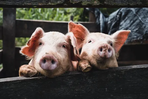 Китайцы стали платить огромные деньги за отель с видом на редких свиней