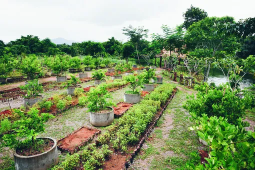Ферма, где выращивают продукты для гостей Trisara