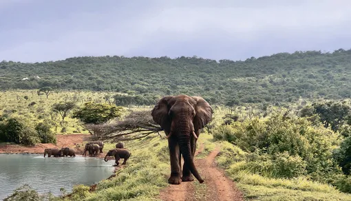 Jumeirah — возможность жить с комфортом на территории одного из старейших заповедников Африки, некогда являвшегося угодьями зулусских королей