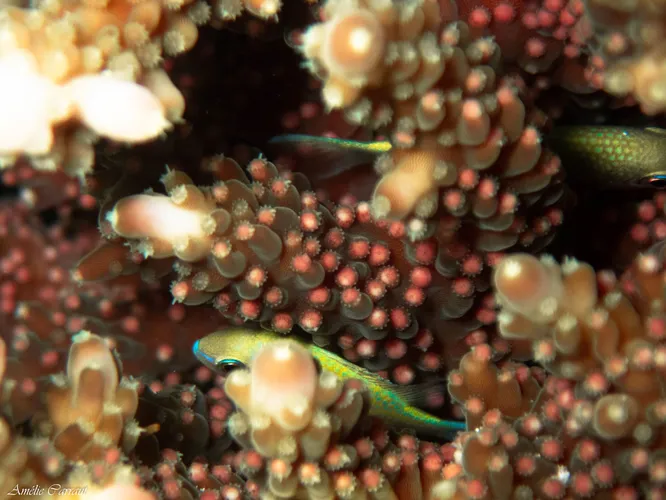 Сохранение популяции кораллов