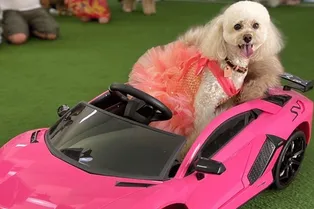 Женщина потратила целое состояние на Lamborghini и одежду Louis Vuitton для своей собаки Женщина потратила целое состояние на Lamborghini и одежду Louis Vuitton для своей собаки
