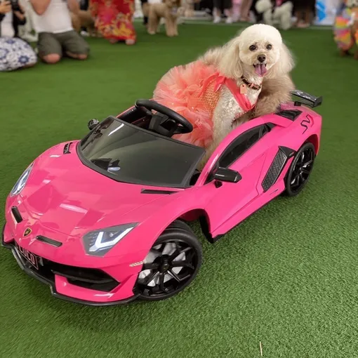 Мальтипу Коко на розовом Lamborghini