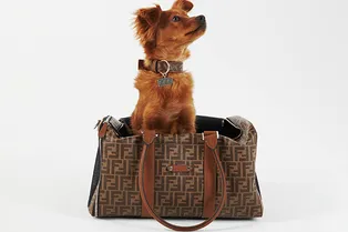 «Мода четвероногих»: Fendi представил коллекцию роскошной одежды для собак «Мода четвероногих»: Fendi представил коллекцию роскошной одежды для собак