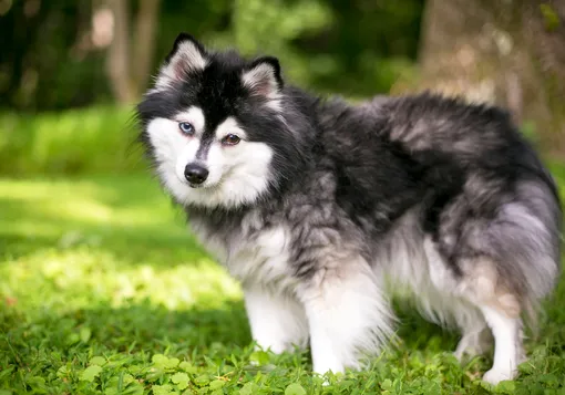 Аляскинский кли-кай — самая дорогая порода собак в России, какая собака самая дорогая, самые редкие породы собак