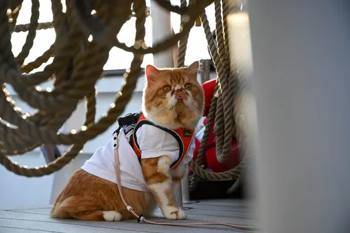 В Сингапуре запустили круиз для хозяев и их кошек. Посмотрите, как он проходит
