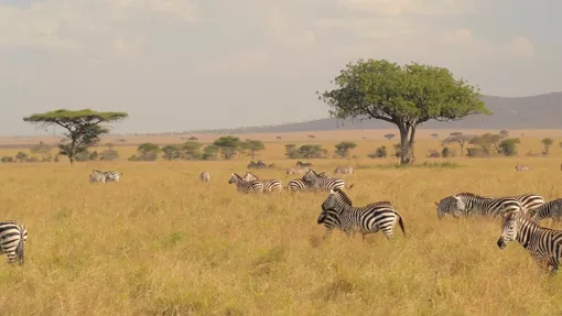 Зебры в национальном парке Масаи Мара, тур в Африку, тур в Танзанию