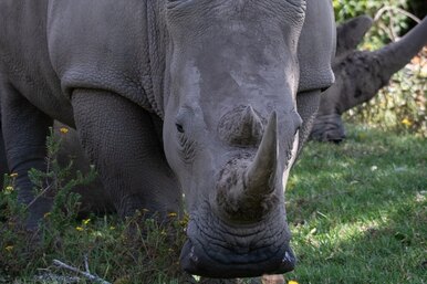 «Вместо новой суперъяхты или Пикассо»: мультимиллионер выставил на продажу стадо носорогов