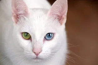 10 самых дорогих пород кошек к мире