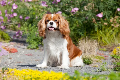 Кавалер кинг-чарльз-спаниель — одна из самых дорогих пород маленьких собак, самая дорогая порода собак фото какая порода собак самая дорогая в мире